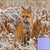 Плъзгащ се пъзел лисица