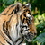 Суматрийски тигър мозайката