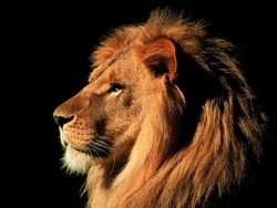 Lion30