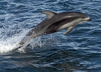 dolphinBS
