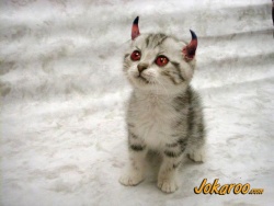 devil_cat