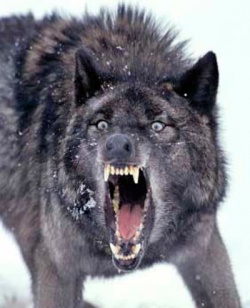 werewolf6