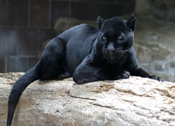 BlackJaguar