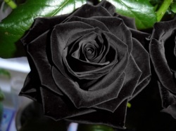 alittleblackrose