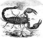 skorpion_96